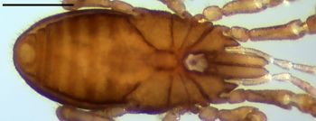 Media type: image;   Invertebrate Zoology 147385   shows cataloged_item 147385